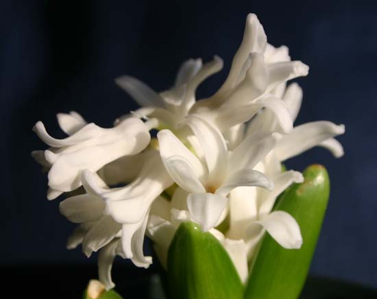 Spring Flower Hyacinths
