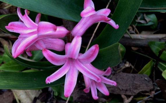 Hyacinth in hot pink