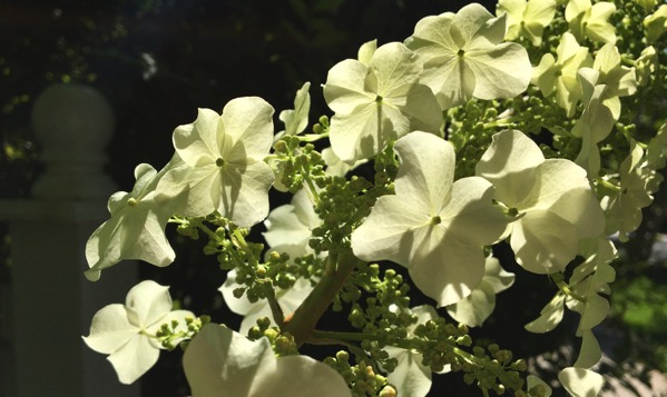 Hydrangea white
