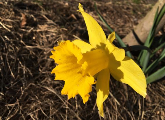 Inglorius daffodil