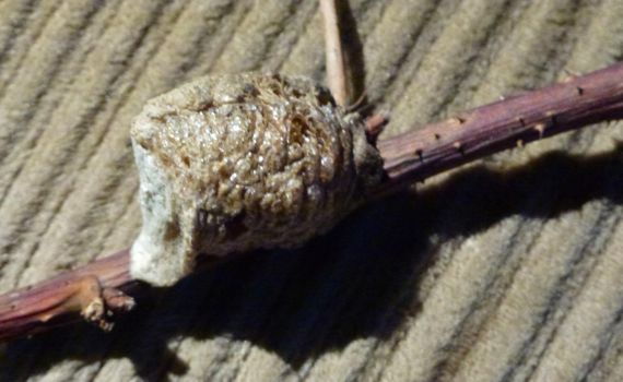 Insect thingy on raspberry cane