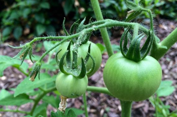 Insecty green tomatoes