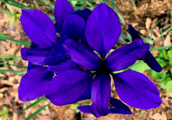 Iris cluster