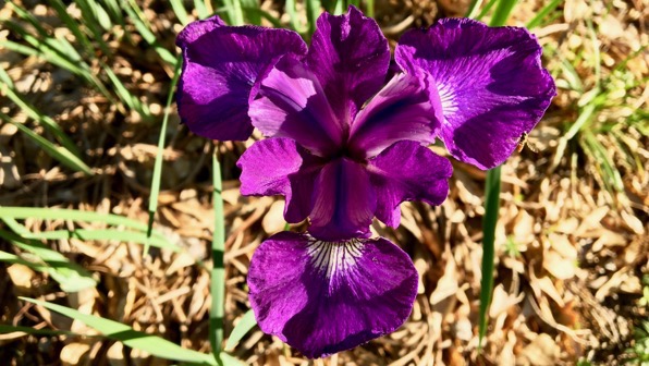 Iris deep purple