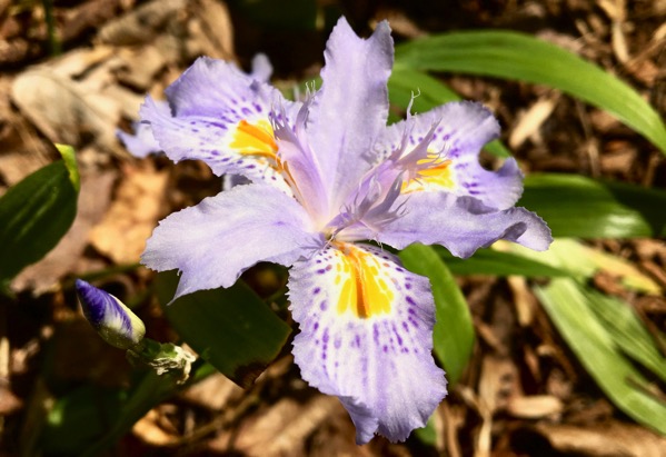 Iris small pale