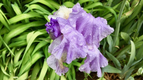 Iris wet