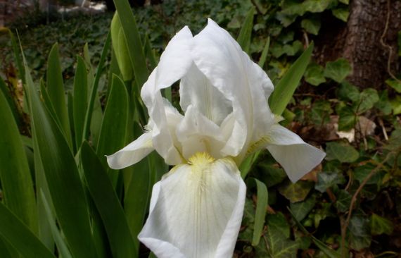 Iris white already in Jan