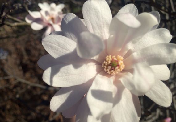 Japanese magnolia bloom