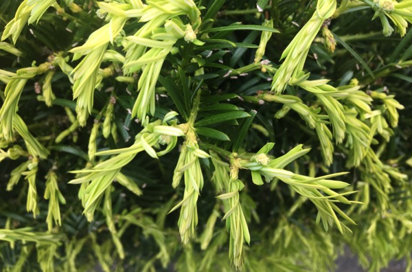 Japanese yew new growth