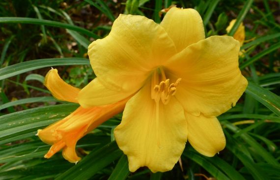 Late lily orange yellow
