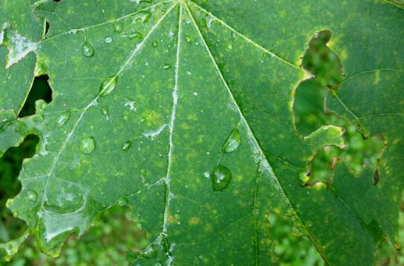 Late summer leaf raindrops