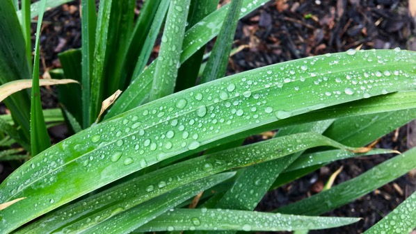 Leaf droplets