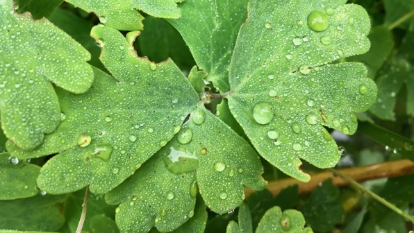 Leaf droplets