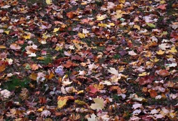 leaves_on_grass.jpg