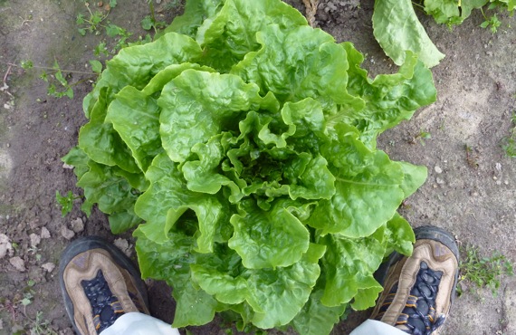 lettuce_to_scale.jpg