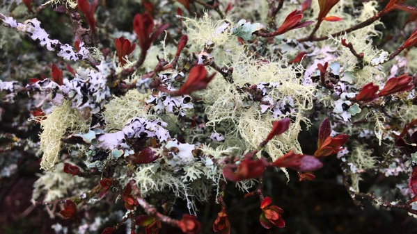 Lichen shrub