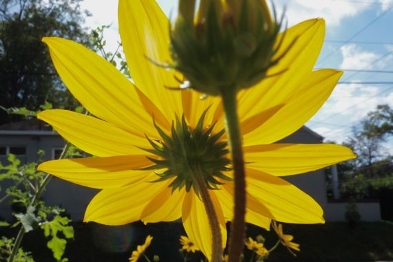 light_through_yellow_flowers.jpg