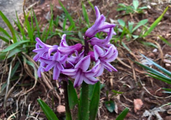 Lilac hyacinth