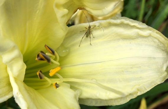 Lily insect