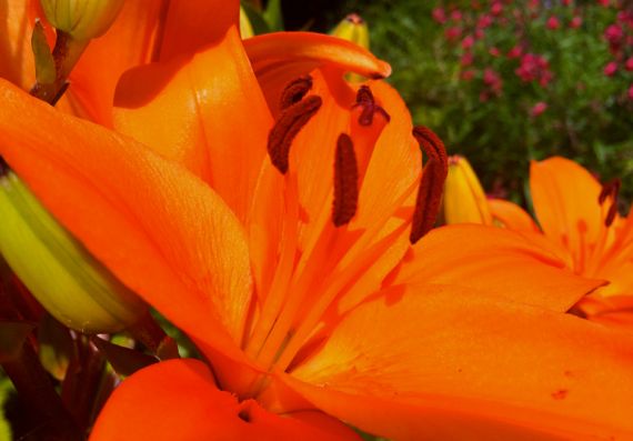 Lily orange profile