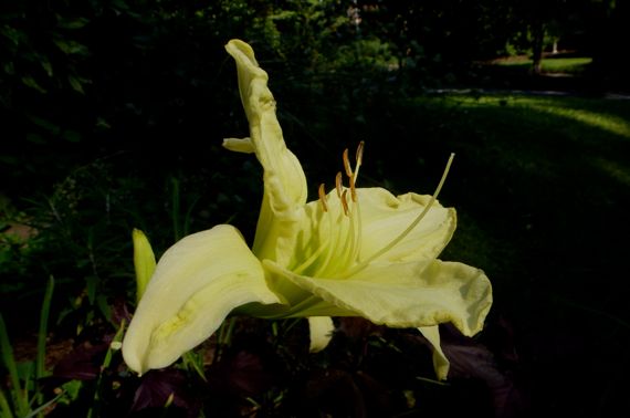 Lily pale yellow d garden