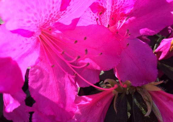 Lively pink azalea