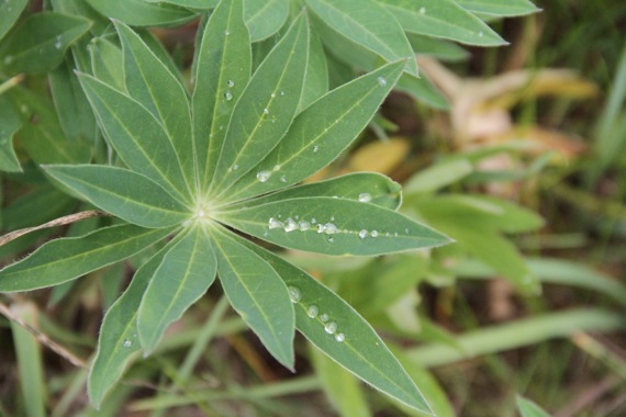 lupin_leaf_droplets_2010.jpg