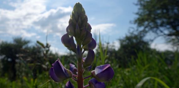 Lupine backlit