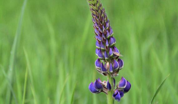 Lupine beginning to open