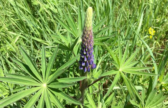 Lupine just opening