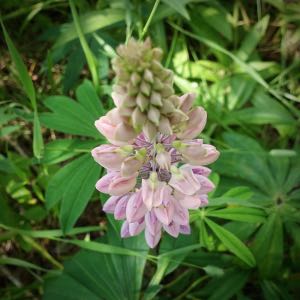 Lupine pink topdown
