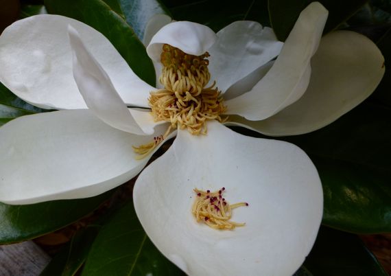 Magnolia bloom side with flower parts