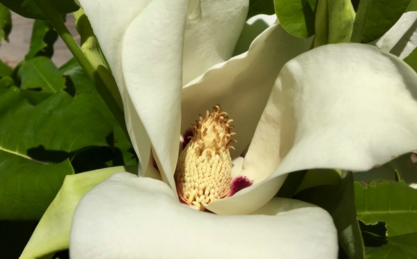 Magnolia blooming