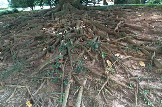 Magnolia roots