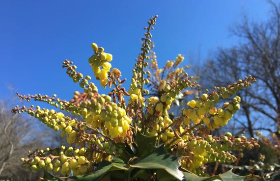 Mahonia against blue sky