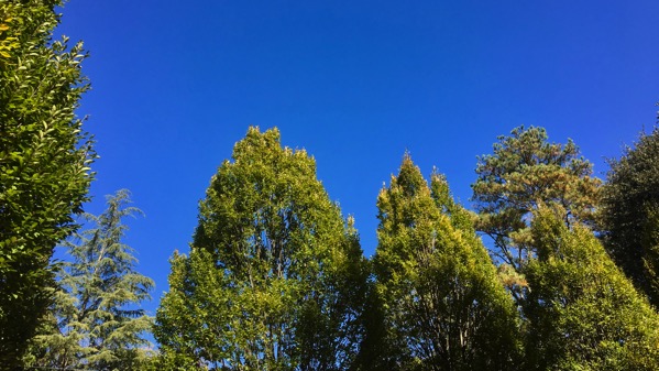 Many trees sky