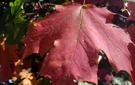 Maple leaves fall glory