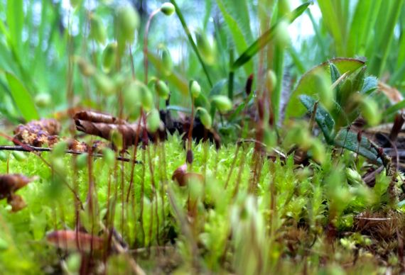 Micro mossy world