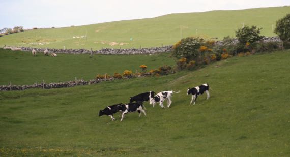 Milk cows running