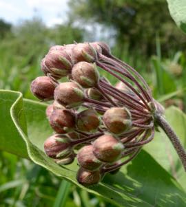 Milkweed buds