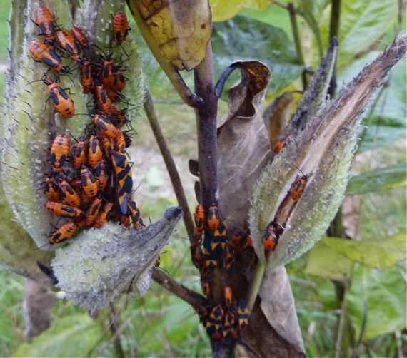 milkweed_bugs_moving_down.jpg