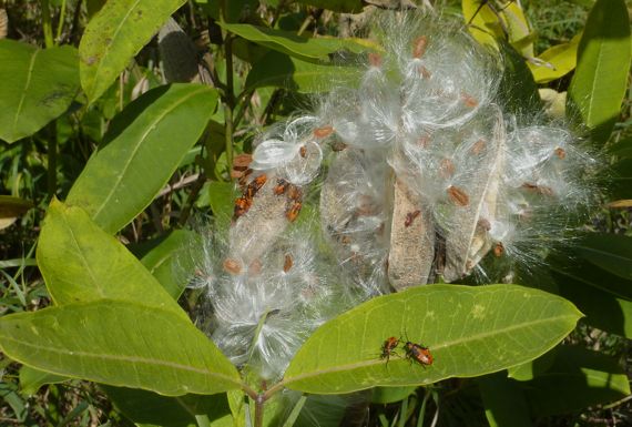 milkweed_sending_forth_seeds.jpg