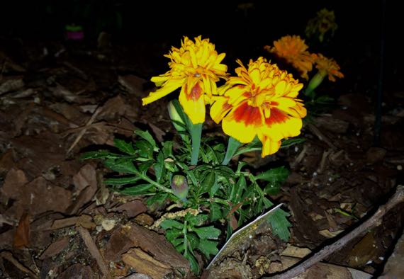 Mini marigold display