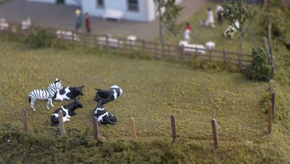 Miniature cattle zebra