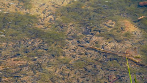 Minnows feeding