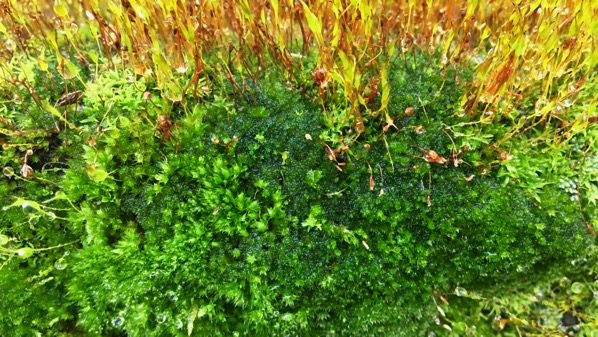 Moss soggy