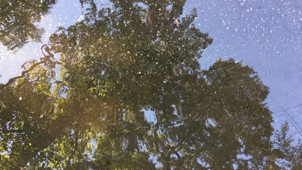 Mudpuddle tree reflected