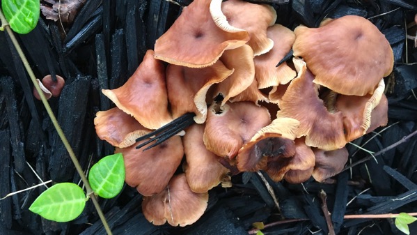 Mulch mushrooms