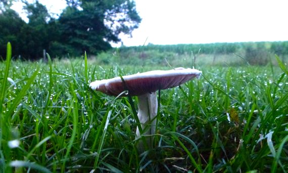 Mushroom all umbrellaed out