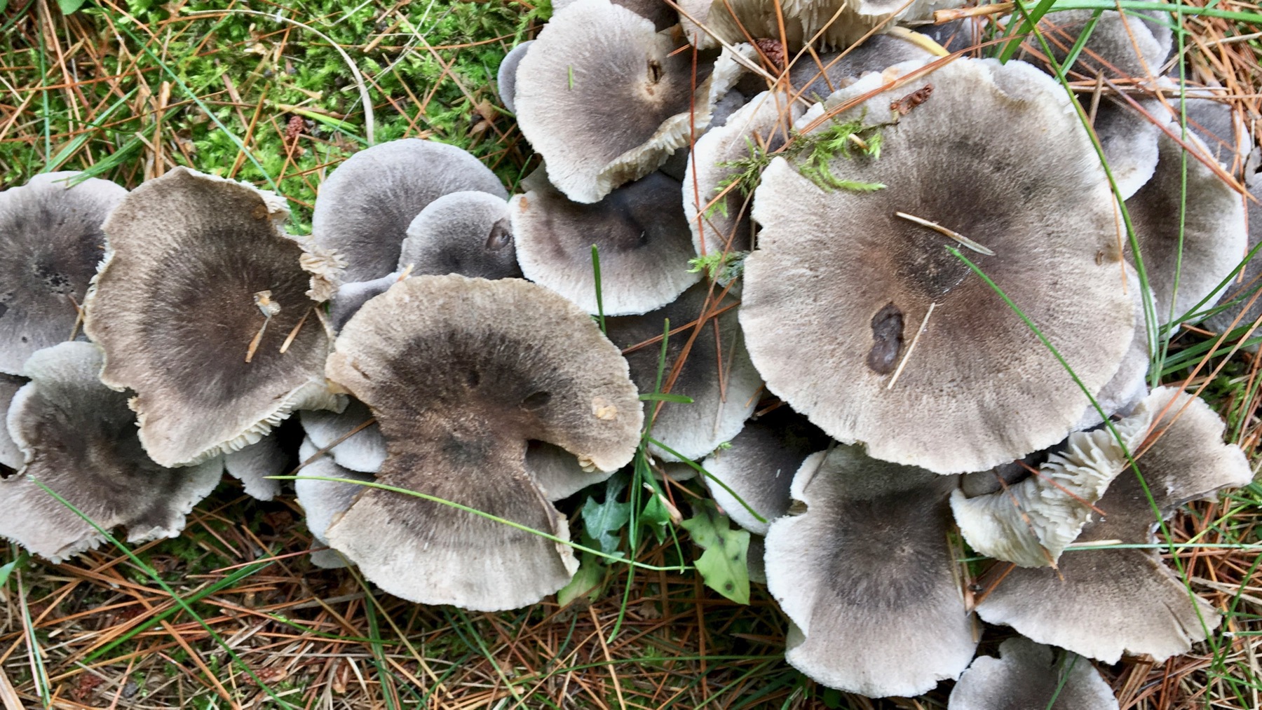 Mushroom cluster
